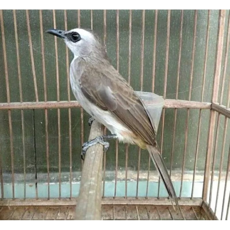 BURUNG TRUCUKAN JAWA TIMUR BODY BESAR