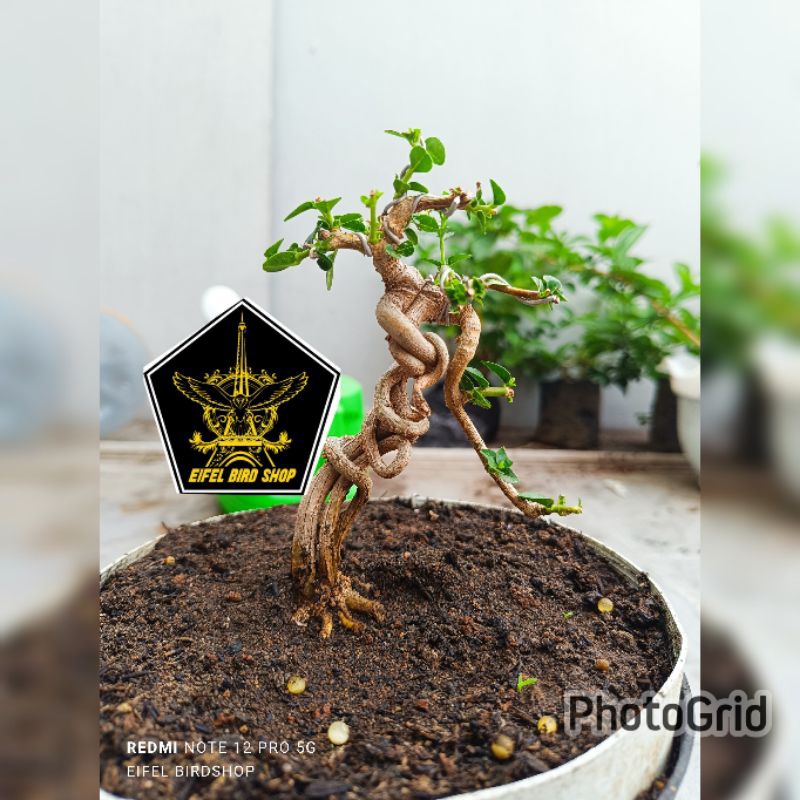 BONSAI SANCANG SIAP PAJANG