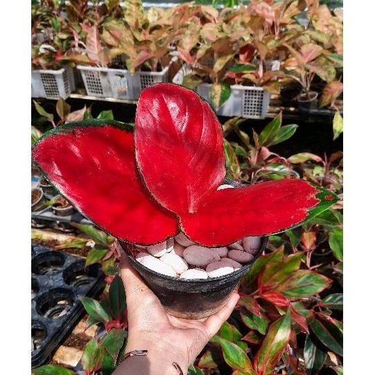 ( BISA COD ) Aglonema Suksom Merah Mutasi Tanaman Hias Aglonema Aglaonema Suksom Merah Mutasi Merah 