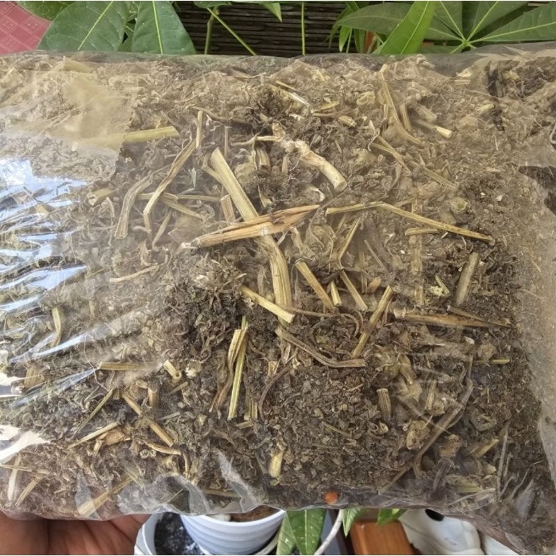

Herbal Ciplukan Kering 1kg / Ceplukan kering