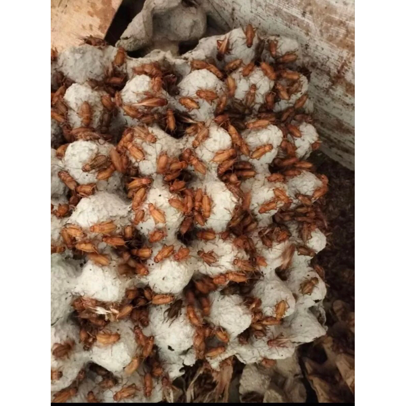 Cahaya Murni36- Telur Jangkrik Madu Kunyit Super Kuning 1KG