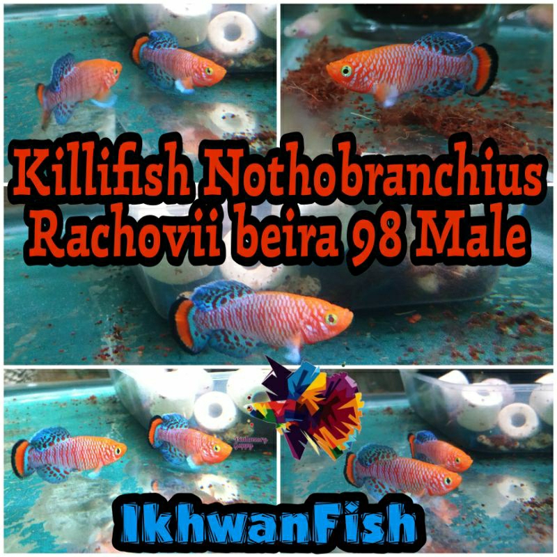 Killifish Rachovii/aksesoris kebutuhan aquarium