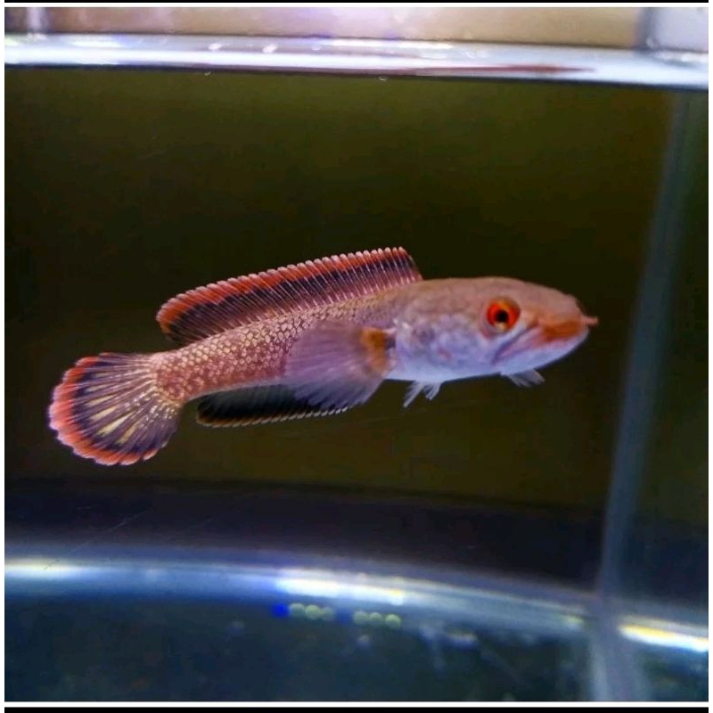 Paket channa limbata cb 5e uk 1-2cm + bonus