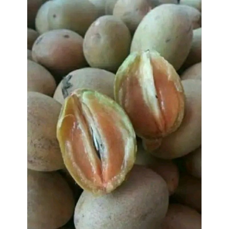 

JUAL BUAH SAWO MADU 1KG ASLI DI JAMIN MANIS SIAP KIRIM
