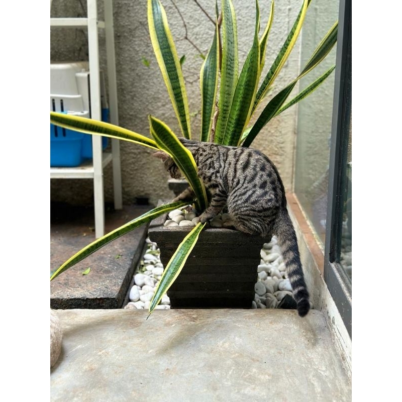 BSH mix Bengal