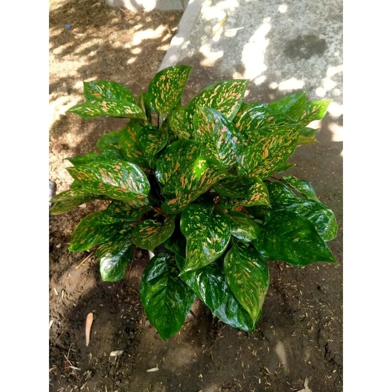 aglonema ruby ciangmay