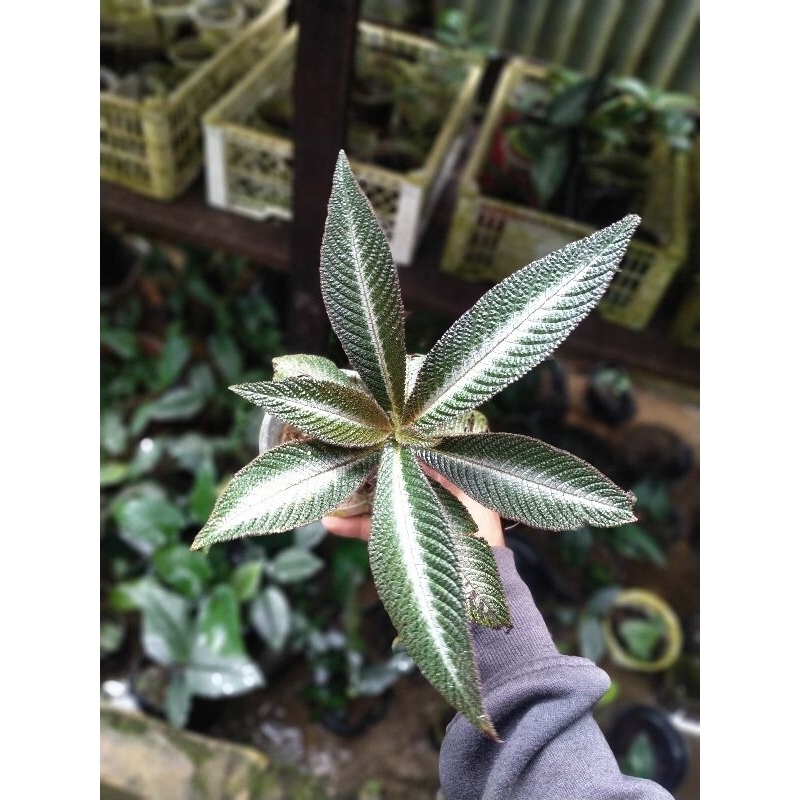 ardisia sp Kapuas