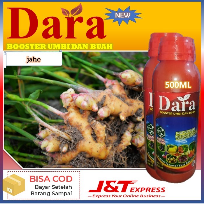 pupuk terbaru dara isi 500ml pupuk untuk tanaman jahe putih pupuk boster umbi dan buah - manfaat pup