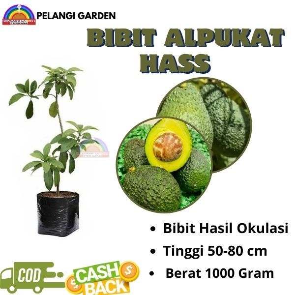 Bibit Alpukat Hass, Tanaman Alpukat Tanpa Biji, Bibit Alpukat Bersertifikat, Bibit Alpukat Import, B