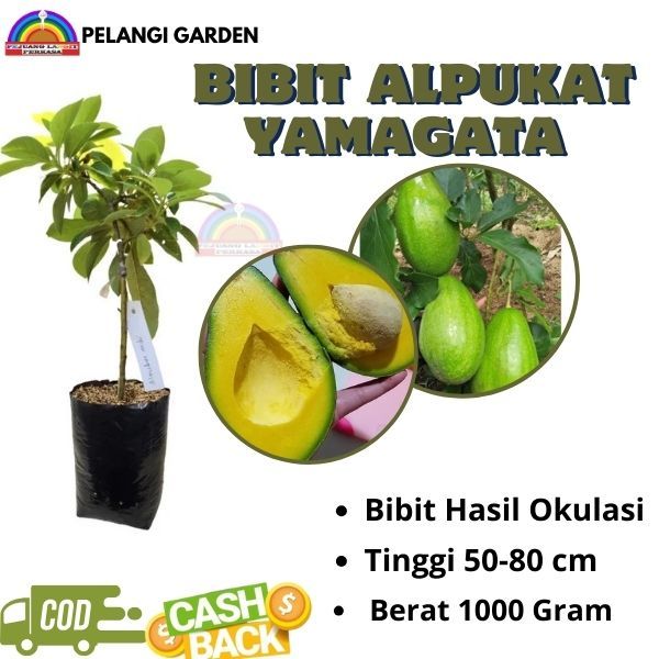 Bibit Alpukat Yamagata, Bibit Alpukat Yamagata Jumbo, Bibit Alpukat Cepat Berbuah