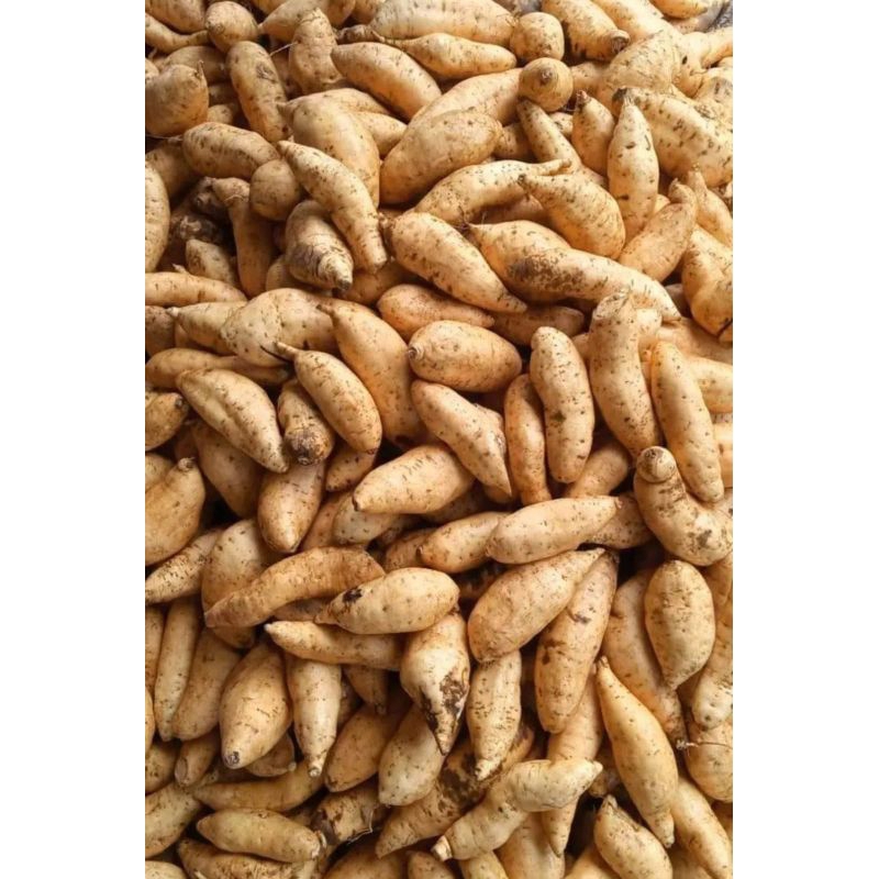 

Ubi madu 1kg