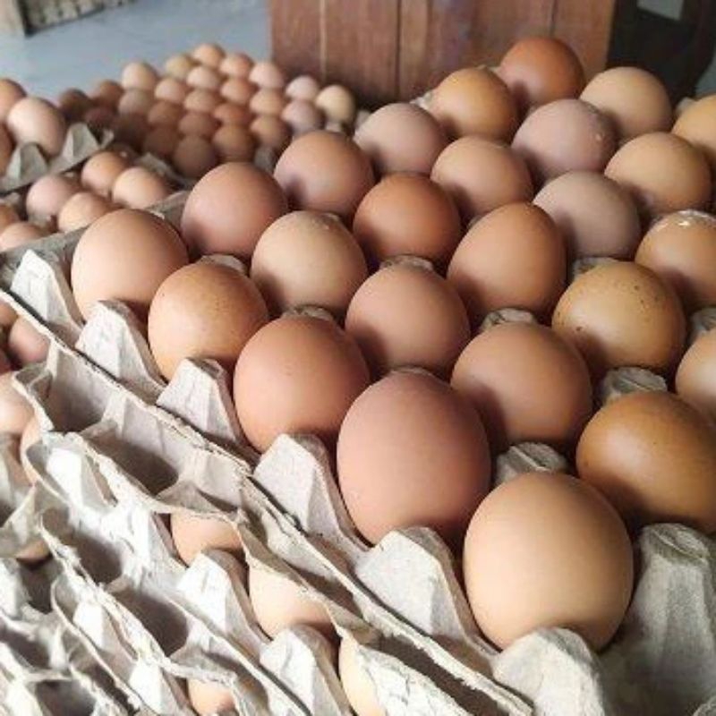 

TELUR TELOR AYAM NEGRI NEGERI FRESH (SELALU BARU TIAP HARI)