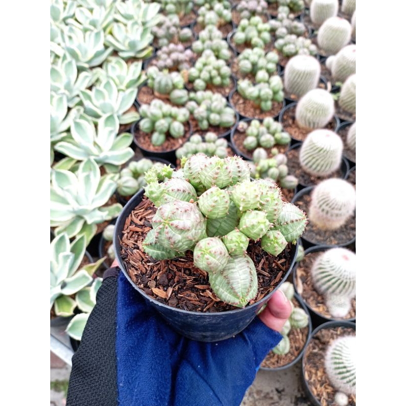 Euphorbia Glubosa