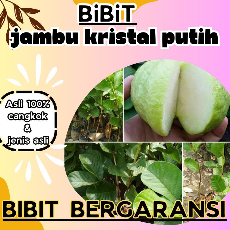 bibit jambu kristal putih super asli cangkokan