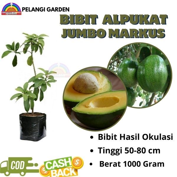 Bibit Alpukat Jumbo Markus, Bibit Alpukat Jumbo Markus Manis, Bibit Alpukat Bersertifikat