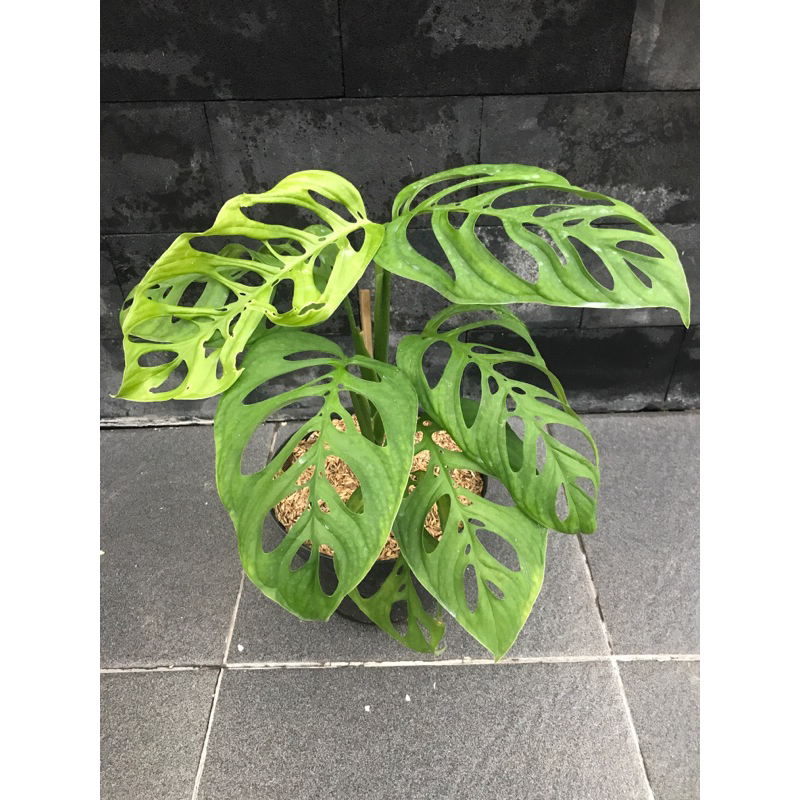 tanaman monstera esqueleto