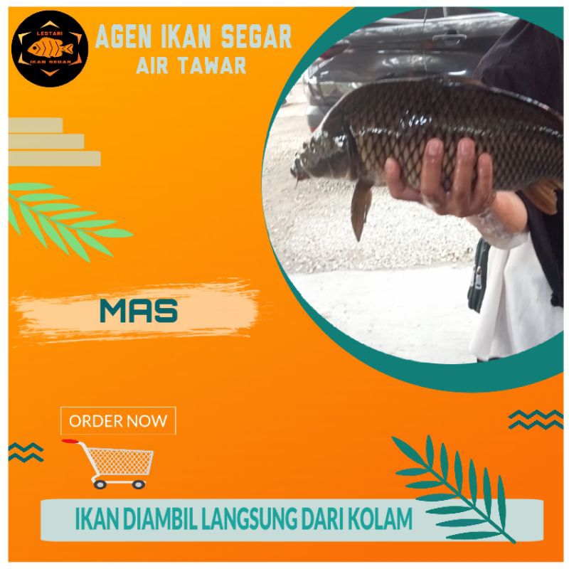 

Ikan Mas 1/2kg - 1kg