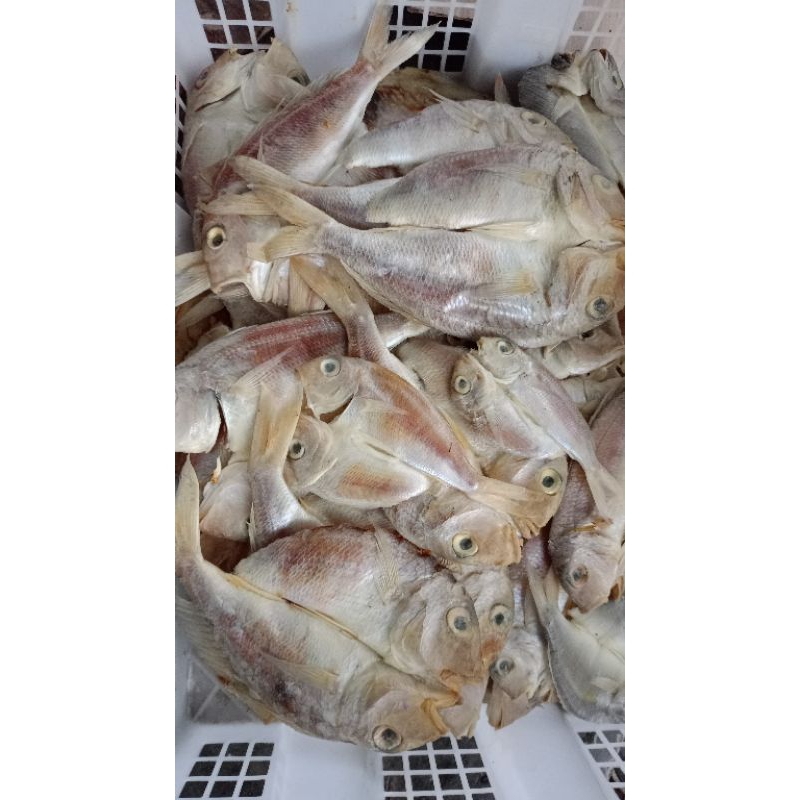 

Ikan Asin Tuyul 1kg