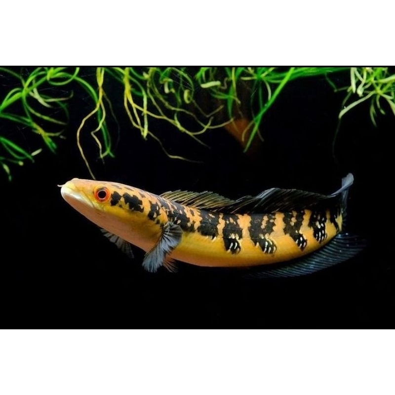 Channa Maru  Yellow Sentarum  calon kontes  ( Simet )