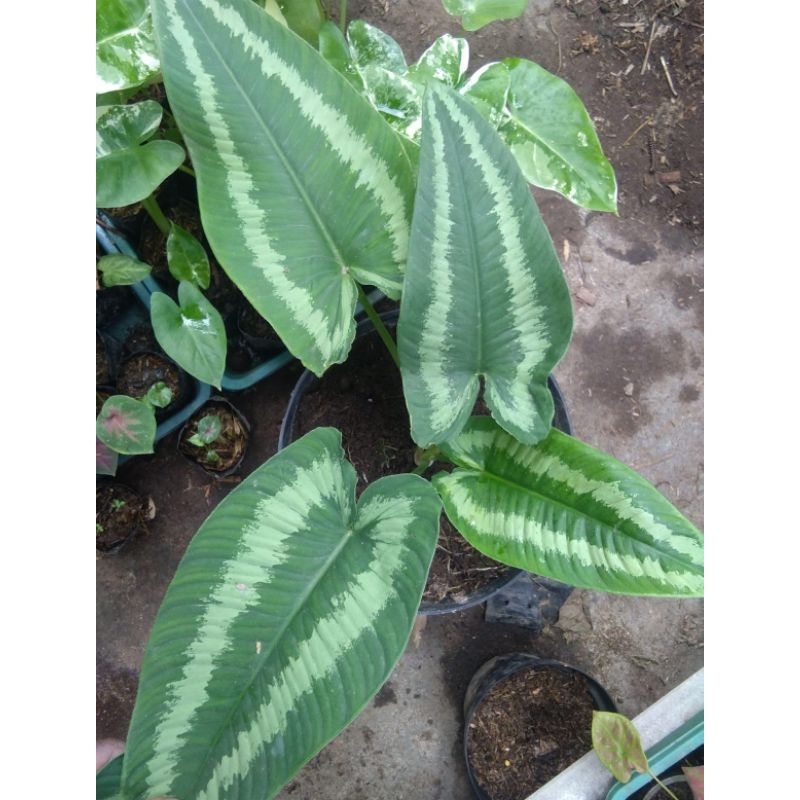 Homalomena Andromeda Ori