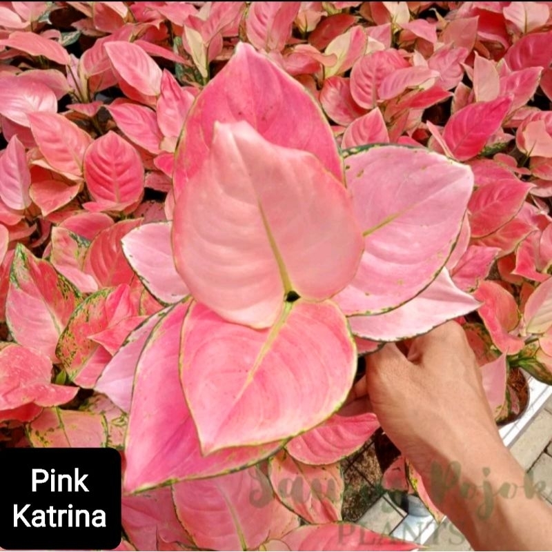 Tanaman Hias Aglonema Pink Katrina Super Merah Roset Tanaman Hias Bunga Aglaonema Pink Katrina Super Murah Merah BUKAN bonggol bibit - tanaman hias hidup - bunga hidup - bunga aglonema - aglaonema merah - aglonema merah - aglonema murah - aglaonema murah