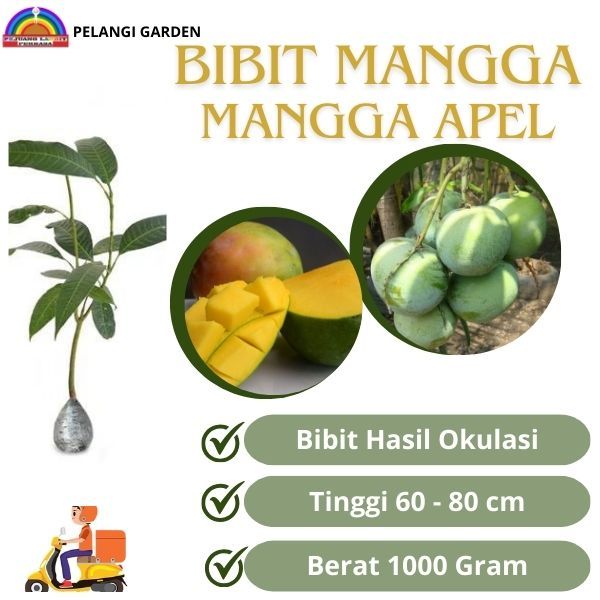 Bibit Mangga Apel, Bibit Mangga Apel Berbuah, Bibit Mangga Super Manis, Buah Mangga Manis Apel