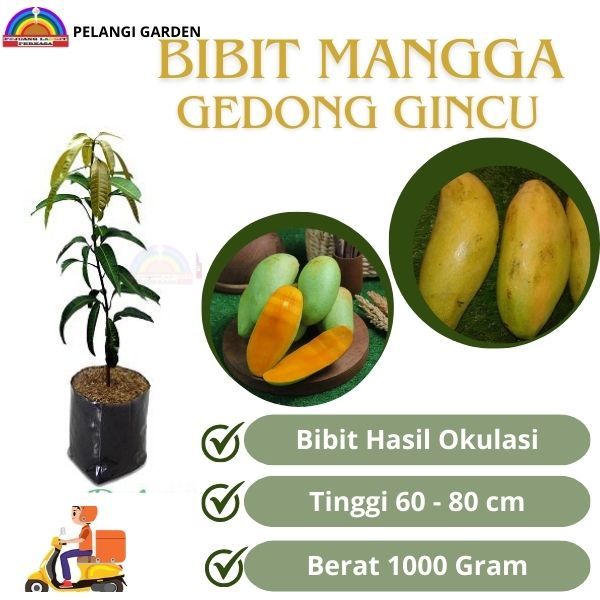 Bibit Mangga Gedong Gincu, Bibit Mangga Berbuah Gedong Gincu, Bibit Mangga Unggulan