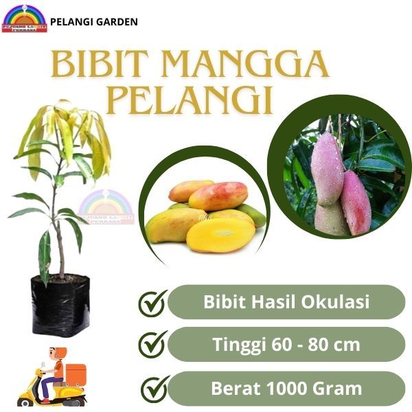 Bibit Mangga Pelangi, Bibit Mangga Manis Pelangi, Bibit Mangga Berbuah, Bibit Mangga Unggul