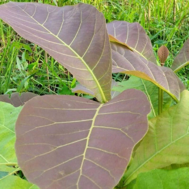 

Daun jati muda segar 250gram untuk ecoprint untuk pewarna alami.