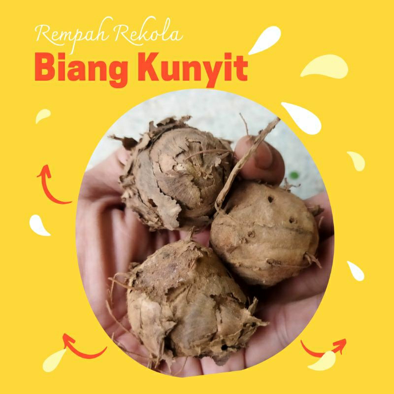 

Biang Kunyit 1kg Biang Kunyit Segar