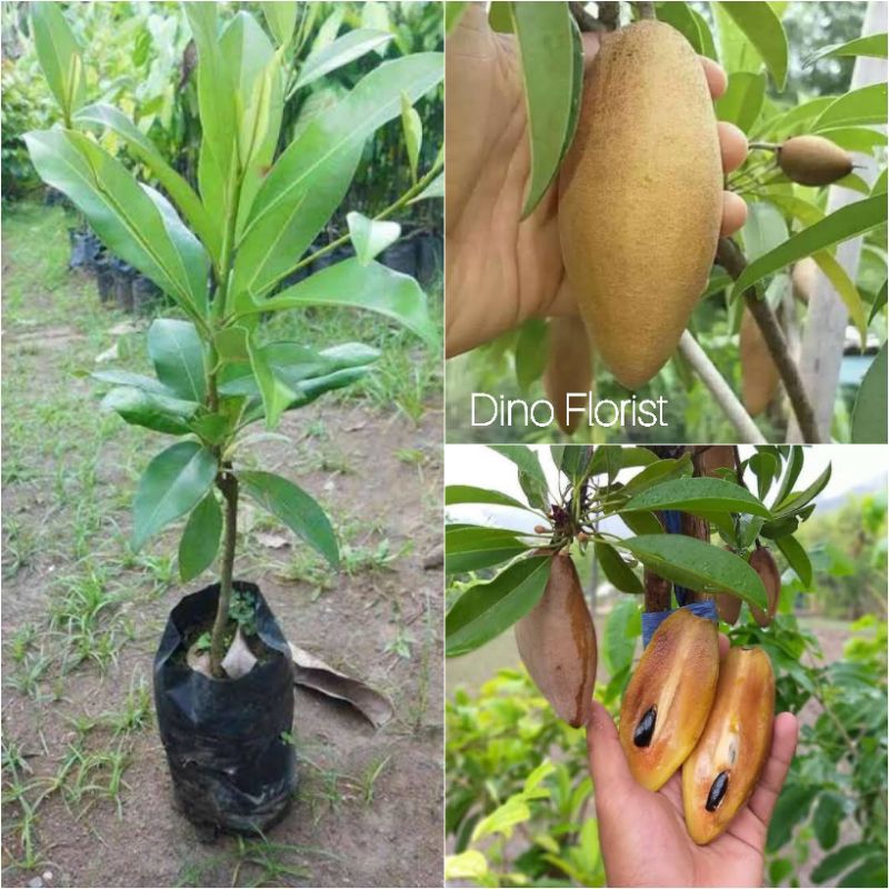 Bibit Tanaman Buah Sawo Mentimun / Sawo Timun / Super Manis