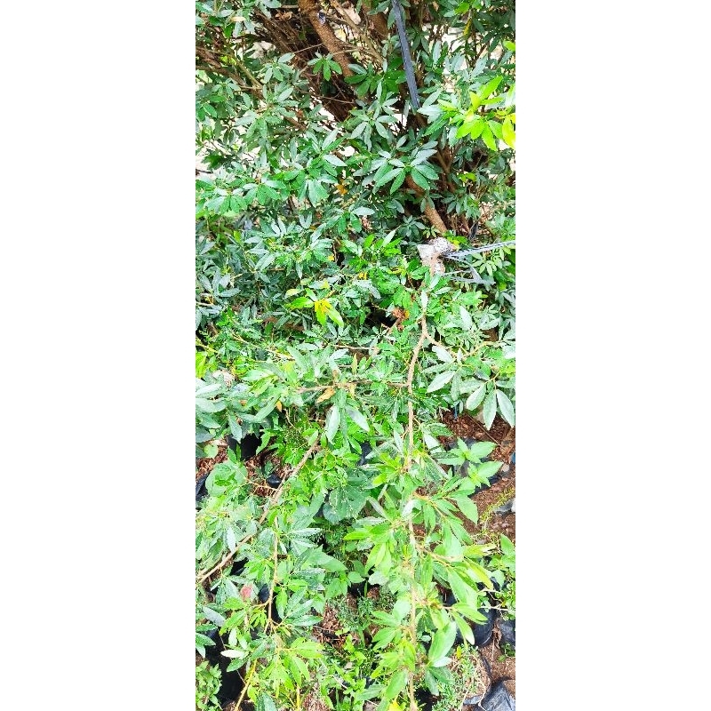 Cangkokan Kaliandra sulimaraja/Surinamesis bunga pink bahan bonsai