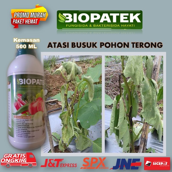 Pupuk Paling Ampuh Atasi Busuk Tanaman Terong 500 Ml - Pupuk Cair Anti Busuk Pohon Terong - Pupuk Ca