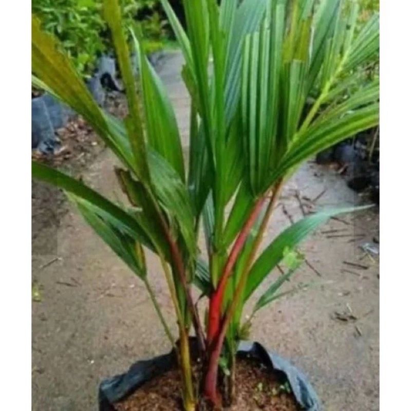 BIBIT PALEM MERAH 30 CM 50 cm