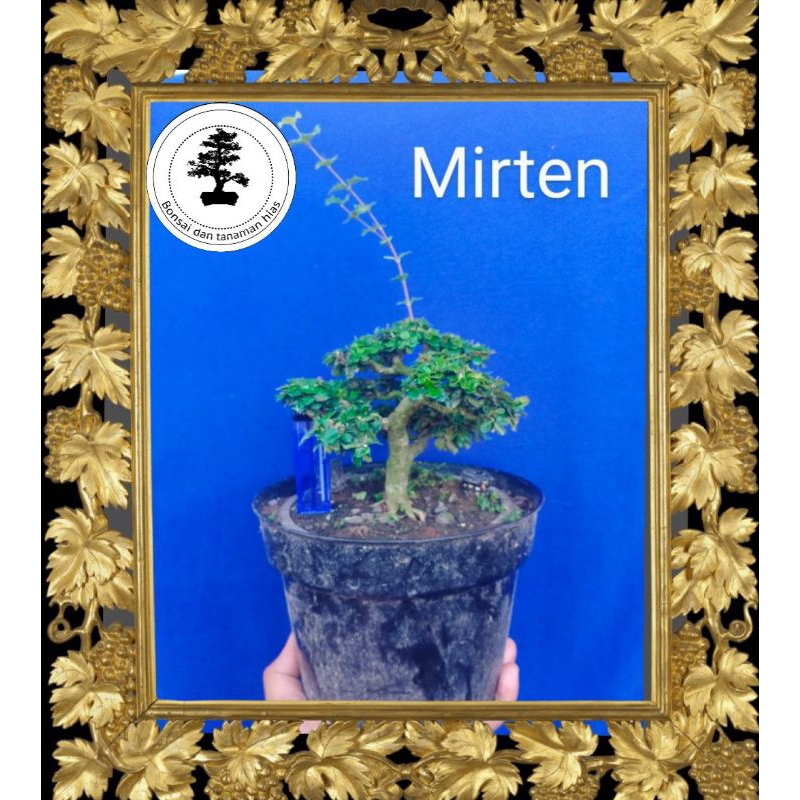 BONSAI MIRTEN DURI