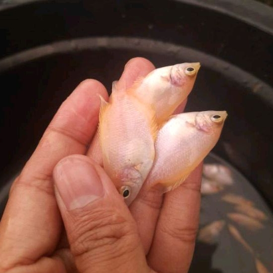 Bibit Gurame Padang Jempol (Paket 15 Ekor)