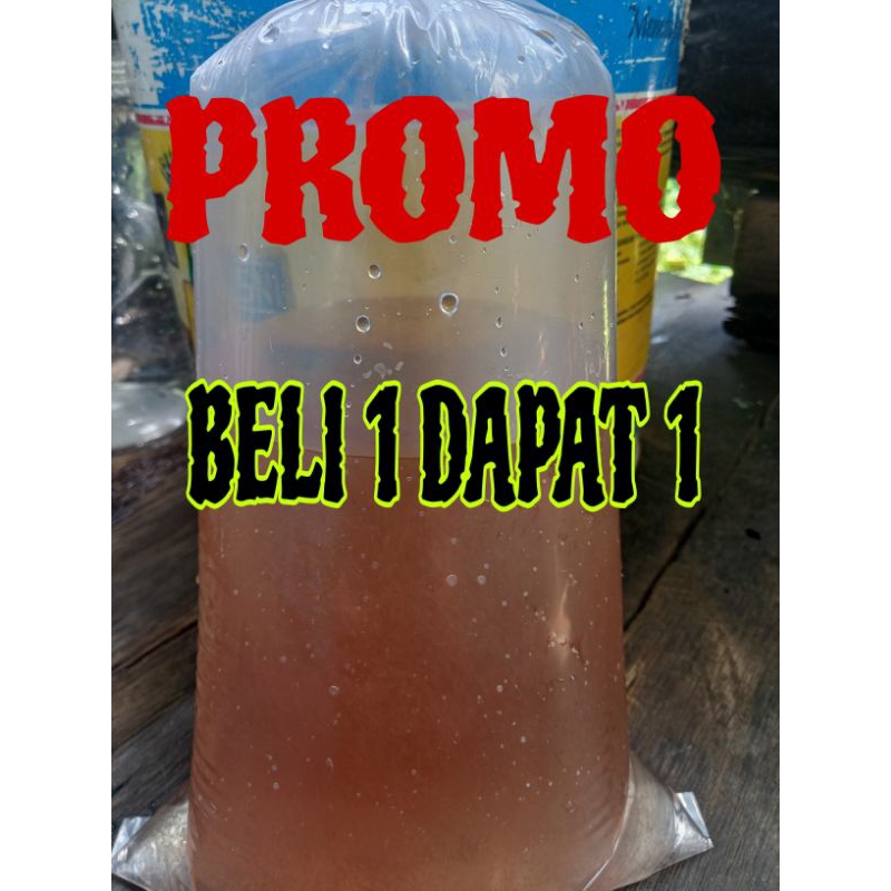 Kutu Air Moina Harga Promo