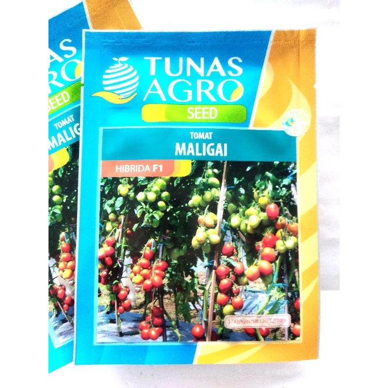 Benih tomat MALIGAI 5gram, tomat hibrida Tunas Agro