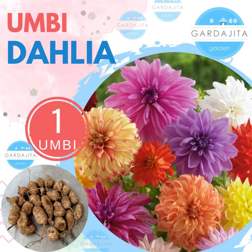 UMBI DAHLIA - Bibit Bunga