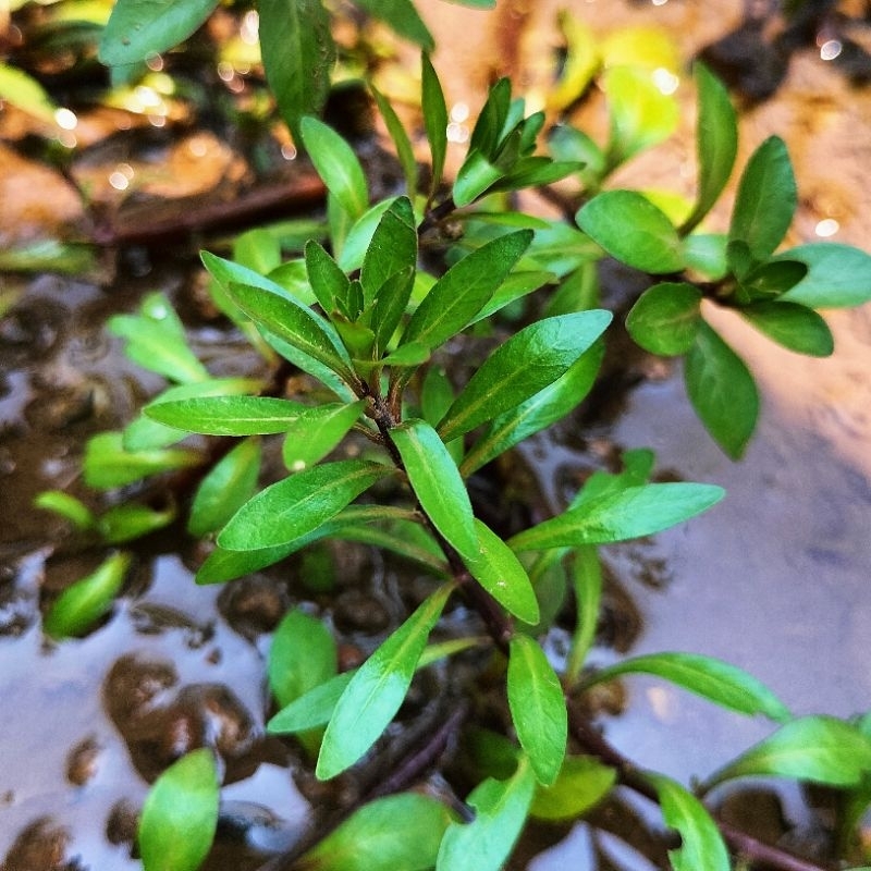 Ludwigia Inclinata var. Cuba Tanaman Aquascape 15 Batang