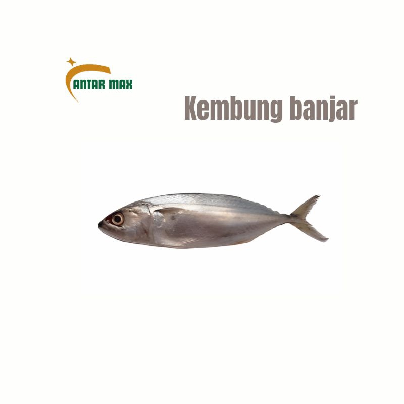 

Ikan kembung Banjar