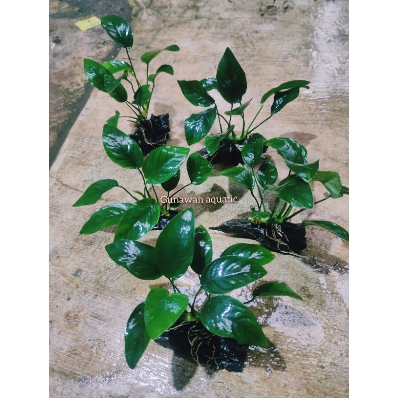anubias nana m media kayu rentek