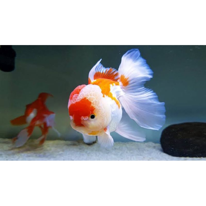 Ikan Koki Oranda