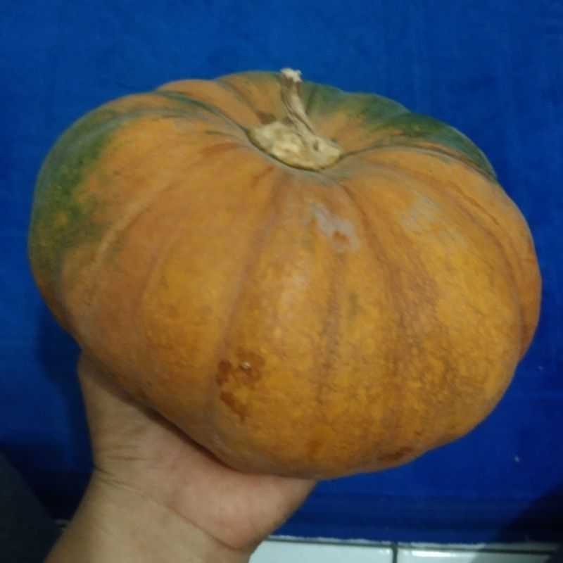 

labu kuning tua pulen berat 1 kg-1, 3 kg.