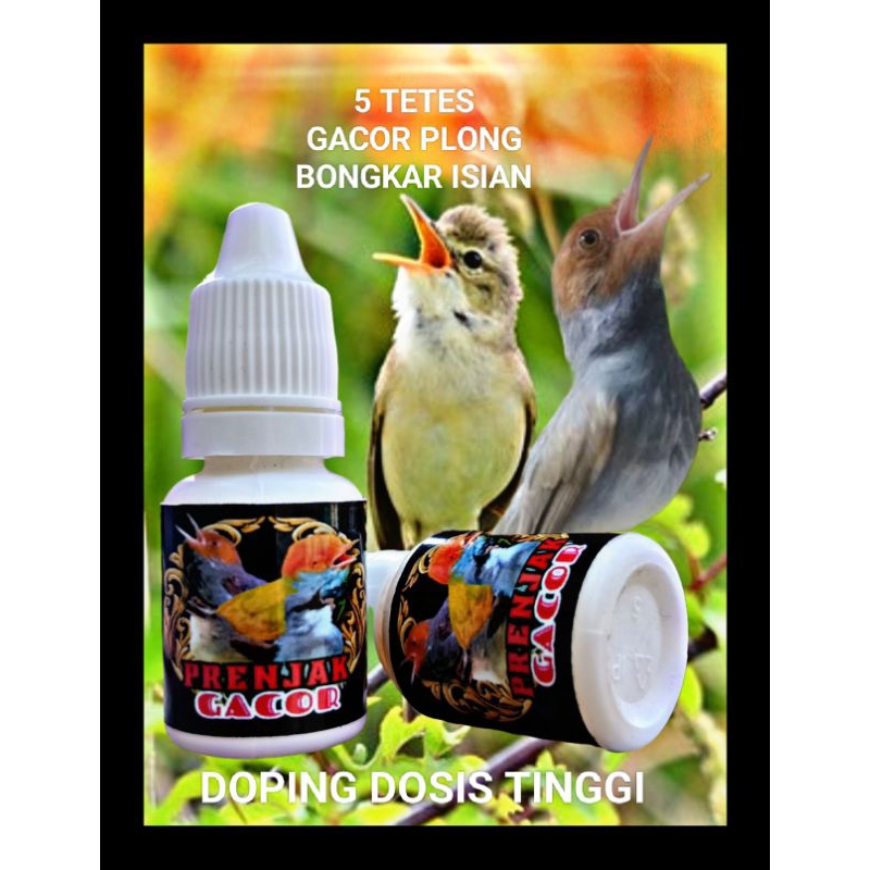 DOPING PRENJAK GACOR VITAMIN PRENJAK CIBLEK DAN BURCIL