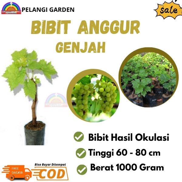 Bibit Anggur Hijau Genjah, Bibit Anggur Hijau Cepat Berbuah, Bibit Anggur Super Manis