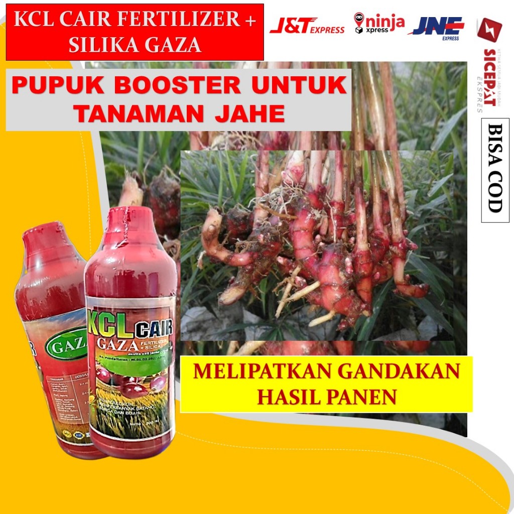 KCL GAZA 500 ML Pupuk Booster Jahe Cepat Besar Pupuk Pelebat Tanaman Jahe Pupuk Jahe Lebat Pupuk Khu