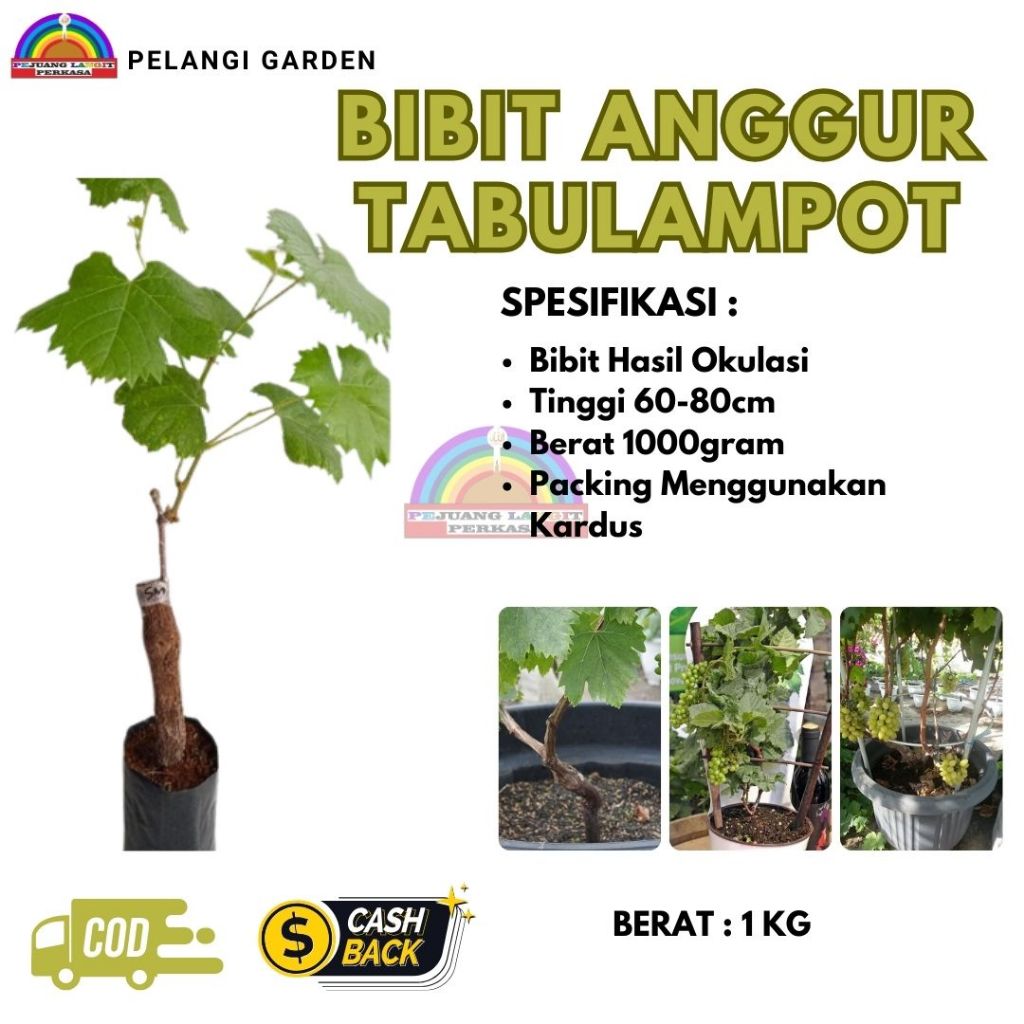 Bibit Anggur Tabulanpot, Bibit Anggur Hijau Tabulanpot, Bibit Anggur Berbuah, Bibit Anggur Unggulan