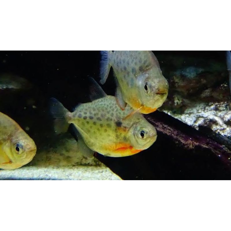 hiasan Aquarium piranha rbp