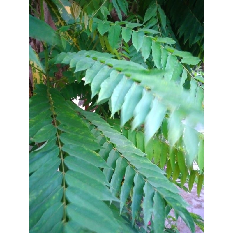 

Daun belimbing wuluh segar 10 helai